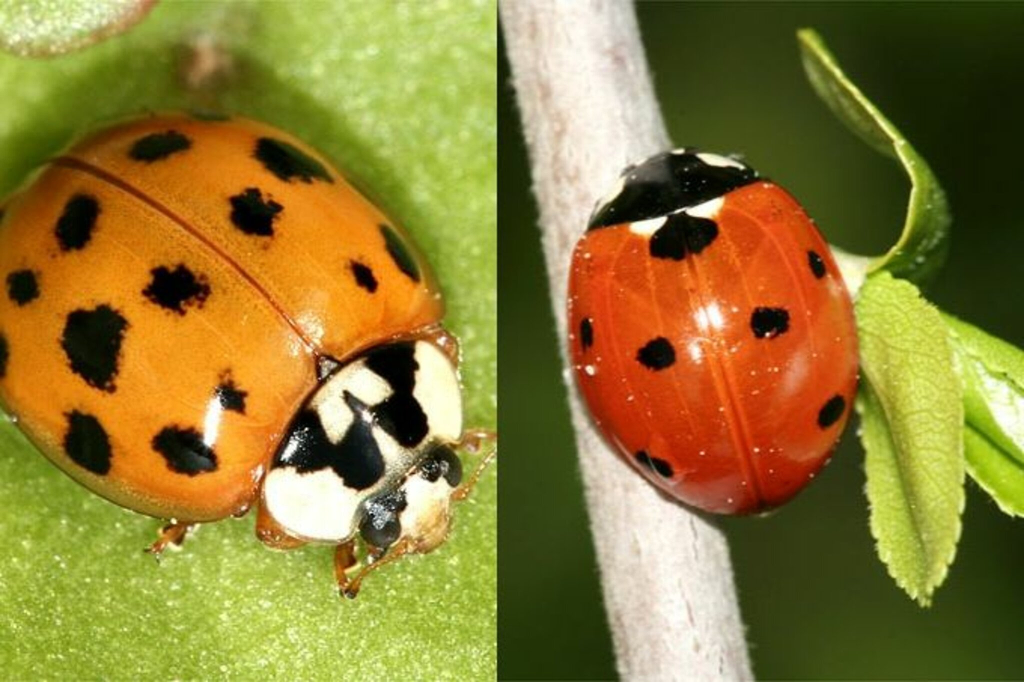 Insektensommer: Asiatischer Marienkäfer und Siebenpunkt-Marienkäfer - Marl