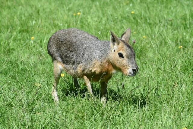 Spannende Tierarten, wie ein "Mara" sind in diesem Jahr an den Niederrhein gezogen; zu sehen im Tiergarten Kleve.