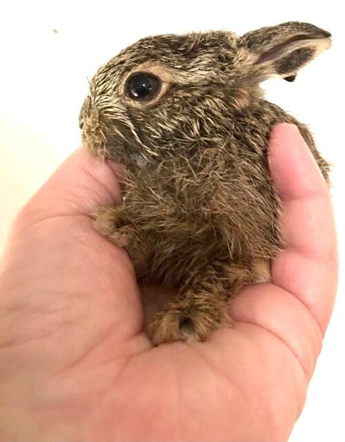 Eine Hand voll Hase.