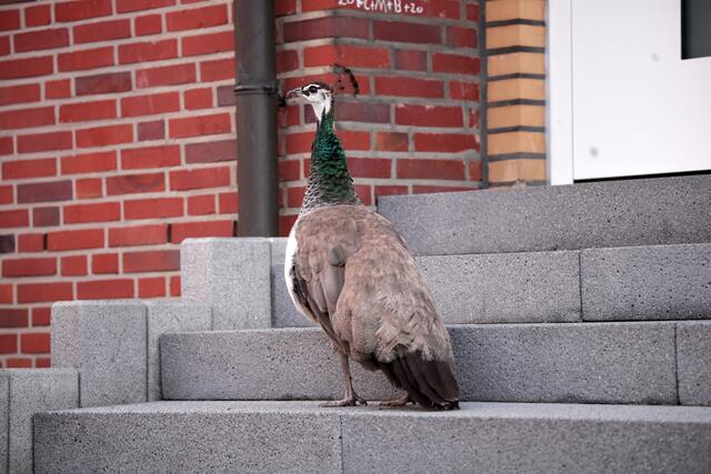 Hallöchen, ich mache Hausbesuche: Eine Pfauen-Dame auf der Treppe zu einem Wohnhaus.