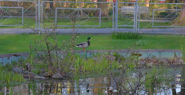 der Teich im Volksgarten ist wieder schön geworden
