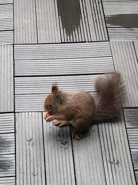 Der Kirschen Test | Foto: Umbehaue