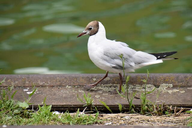 *Wolkenverhangener Himmel über dem Hafen*🚢 ⚓️ ☁️
- Foto/ Copyright: Birgit Leimann - Münster in Bildern 📷 