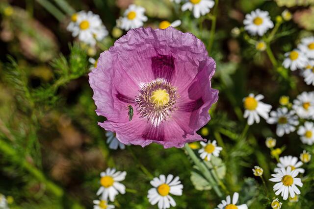 Schlafmohn Backmittel, Zierpflanze, Droge! Der Schlafmohn ist
