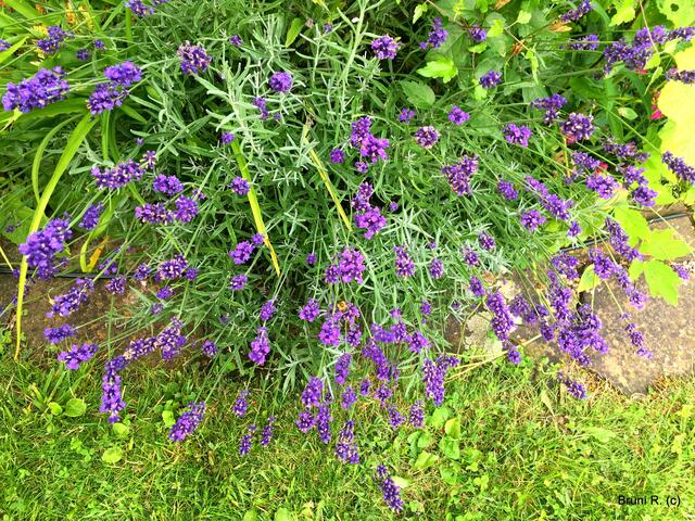 Den Duft von Lavendel liebe ich! ♥♥♥