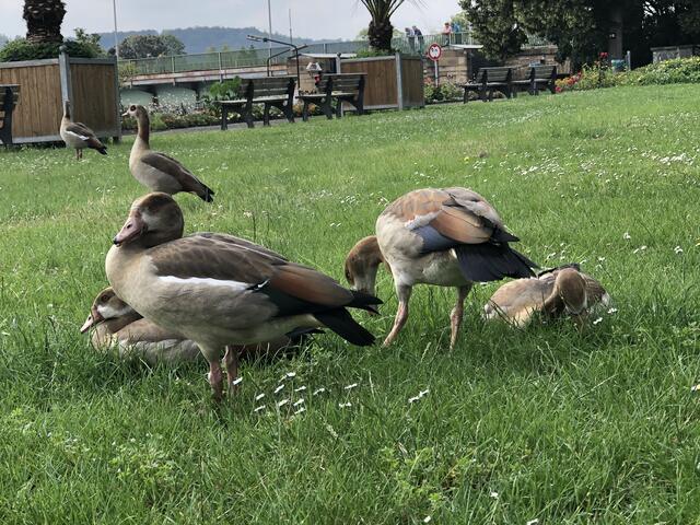 Junge Nilgänse vom 1.5 fast ausgewachsen | Foto: Umbehaue