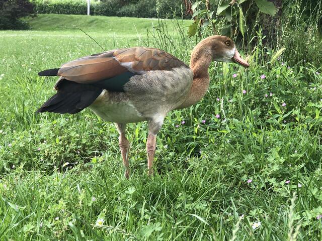 Junge Nilgans | Foto: Umbehaue