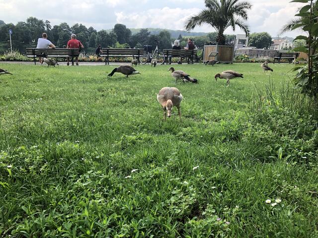 Nilgänse in Eintracht mit Kanadagänse | Foto: Umbehaue