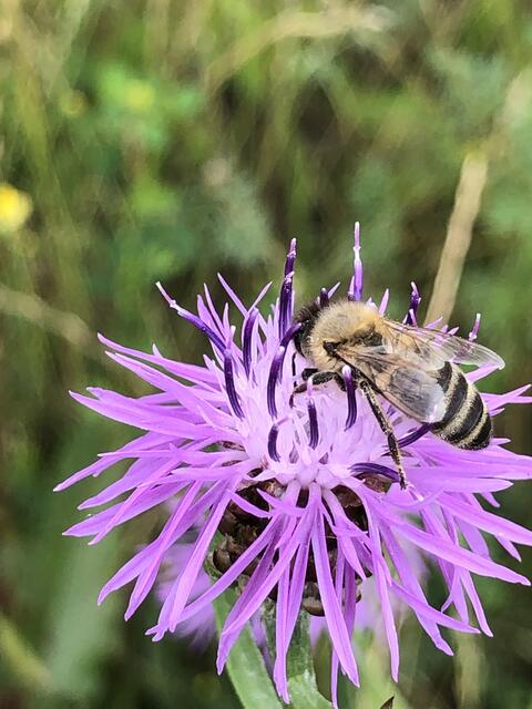 Auch Bienen fühlen sich wohl | Foto: Umbehaue