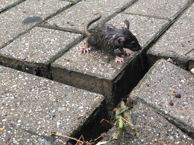 Ratte konnte sich retten. Der Schock ist ihr anzusehen
