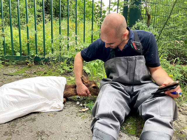 Das Reh hatte Glück, es wurde bei der Lageerkundung an der Roten Mühle zufällig entdeckt. Eike Klausenitz kümmert sich um das verängstigte und erschöpfte Tier.  | Foto: Mike Filzen