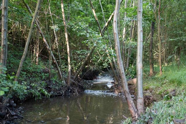 Führt derzeit noch deutlich mehr Wasser als sonst, der Lüser Bach.