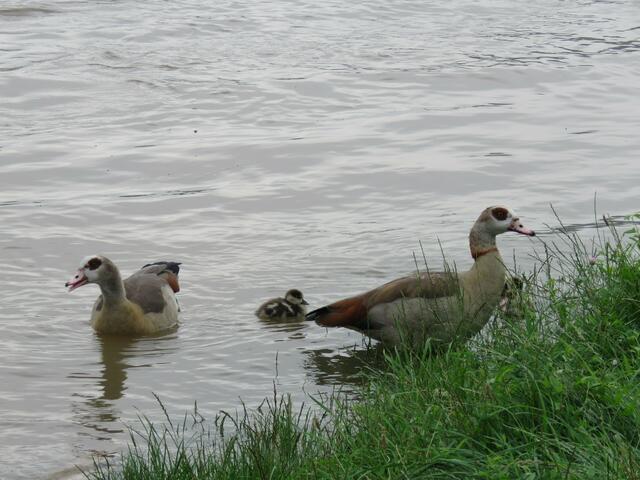 Federkleid der Nilgänse in Gefahr