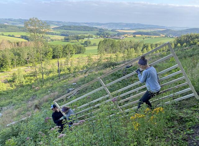 Zäune aus Holzelementen schützen die Setzlinge vor Wildverbiss.