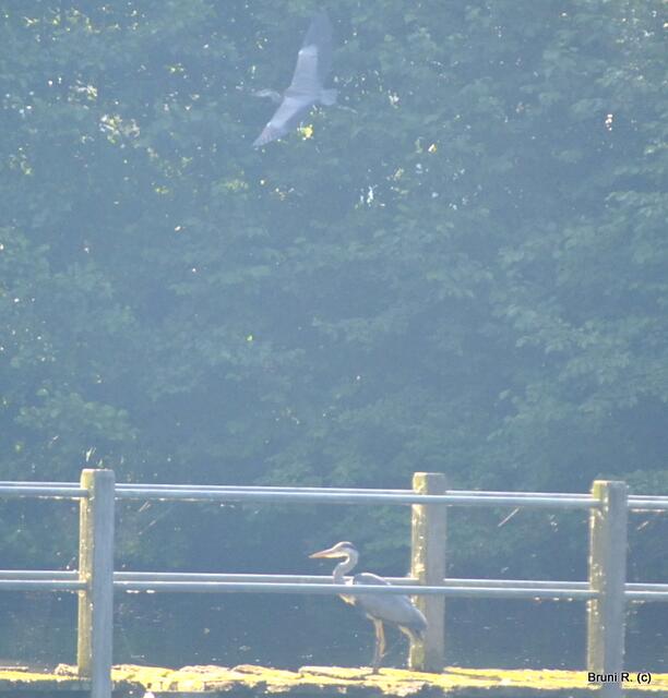 Da oben... fliegt er davon...