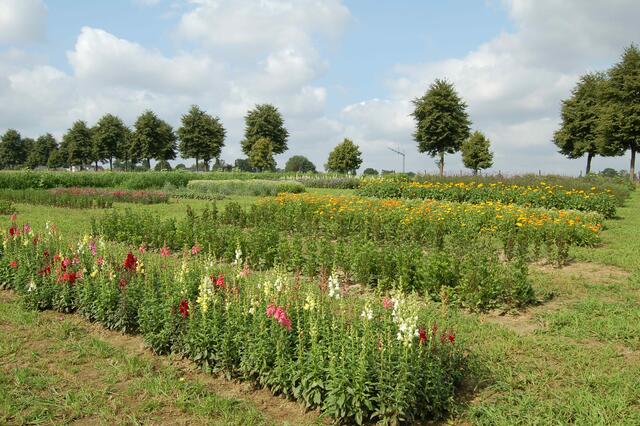 Ein ganzes Feld voller bunter Blumen lädt zum Selbstpflücken am Dümptener Bauernhof ein.