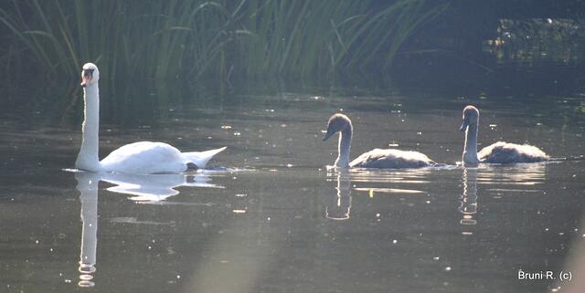 Und der REST der Familie schwimmt auch weiter...