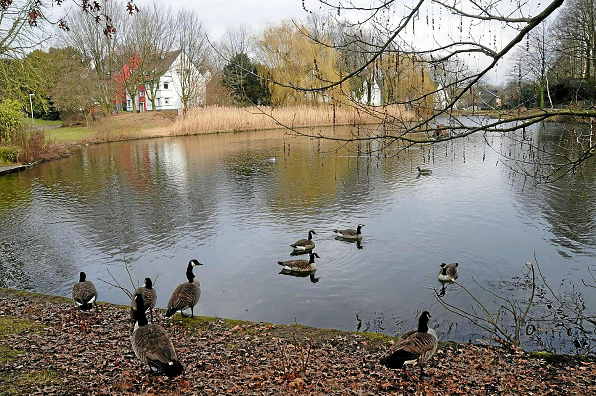 Der verspätete Sommer und das Hochwasser haben mehr Kanadagänse an den