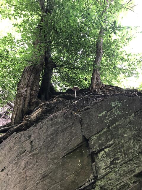Am Ende der Wand der Riesenpilz