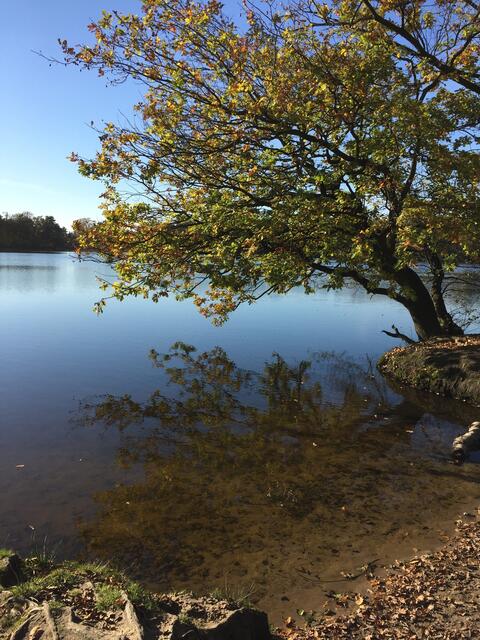Illegale Einstiegsstellen am Masurensee nerven nicht nur die Politik. Hier würden Idylle und Natur im wahren Sinn des Wortes mit Füßen getreten.