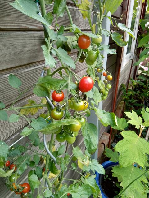 ooohhh, kleine Tomaten :-)))