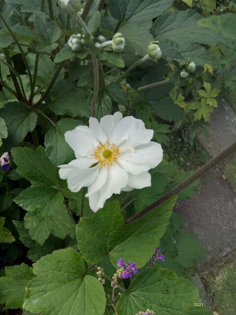 ...immer wieder wunderschön... die Pflanzen in ANJAs´Garten :-) 2021@ana