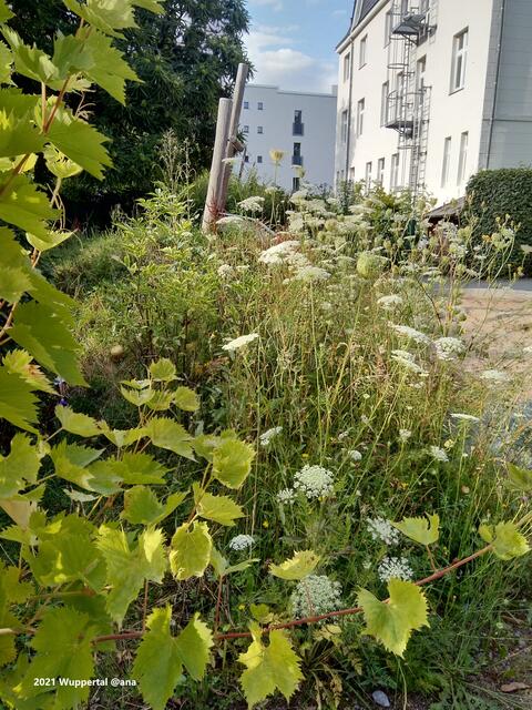 wild begrünt... mag sowas :-)))