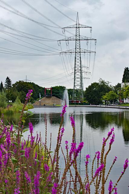 Gewöhnlicher Blutweiderich im Vordergrund