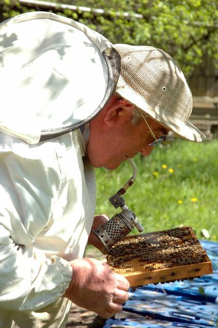 Peter Rajewski beruhigt die Bienen mit seinem Pfeifenrauch. Foto: Anja Jungvogel