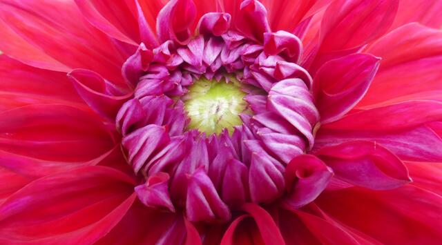 Blumenzauber