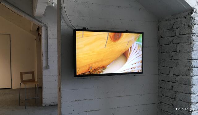 In zwei Nischen waren Monitore an der Wand, die uns auch Interessantes offenbarten... hier sind es Bienen!
