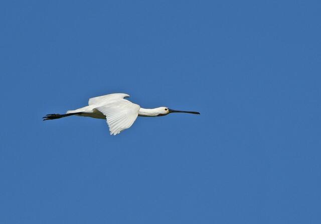 Foto: Naturfotografie Andreas Schäfer