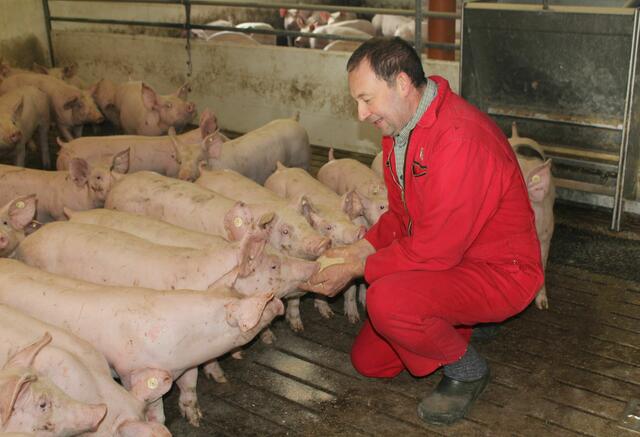 Hans-Heinrich Wortmann, Landwirt aus Kamen, ist in Sorge, da sich die Schweinepreise seit langem im freien Fall befinden. Fotos (2): Westfälisch-Lippischer Landwirtschaftsverband