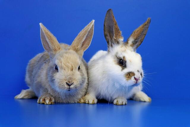 Das Tierheim in Mülheim sucht für Fritzchen und Pauline ein gemeinsames Zuhause. | Foto: Städtisches Tierheim Mülheim