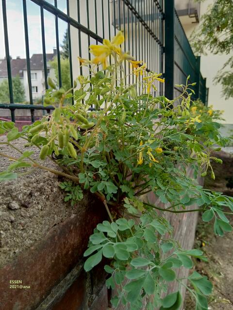 ...mitten im Alltag an fast jeder Ecke´:-)