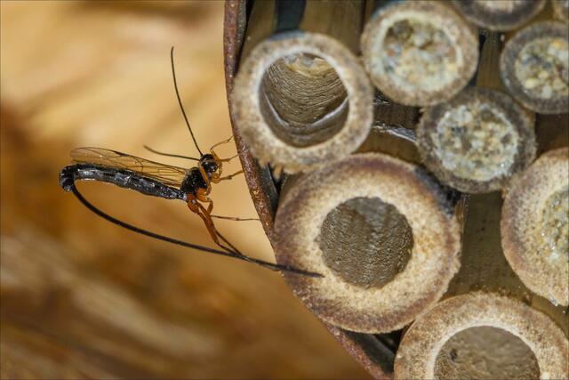 Schlupfwespe aus der Familie der Ichneumonidae sp. tastet vorsichtig mit dem Legebohrer eine vermeintlich geeignete Brutröhre des Insektenhotels ab. Sie erkannte, dass diese Röhre noch "unbewohnt" war und suchte nach weiteren Möglichkeiten zur Eiablage. | Foto: © Regine Hövel 2021
