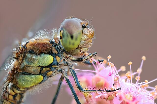 Er hätte sich vor dem Fotoshooting auch rasieren können.. 🤪
Große Heidelibelle
(Sympetrum striolatum), ausgefärbtes Männchen
Aus Liebe zur Natur: http://www.naturmakros.de
