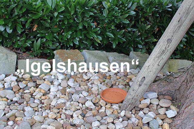 Foto © Jürgen Thoms - Aus der Serie: Unsere Igel 2021 - Seit dem 11. Oktober blieb der Napf leer
