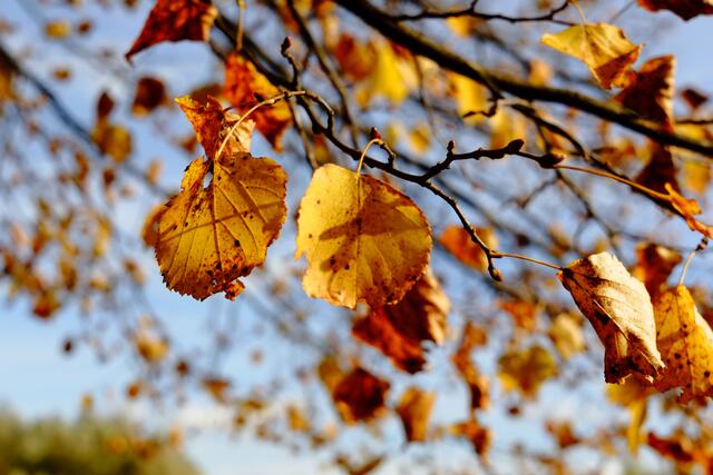 Beim nächsten Wind werden auch sie bald fallen.
#Herbstlaub