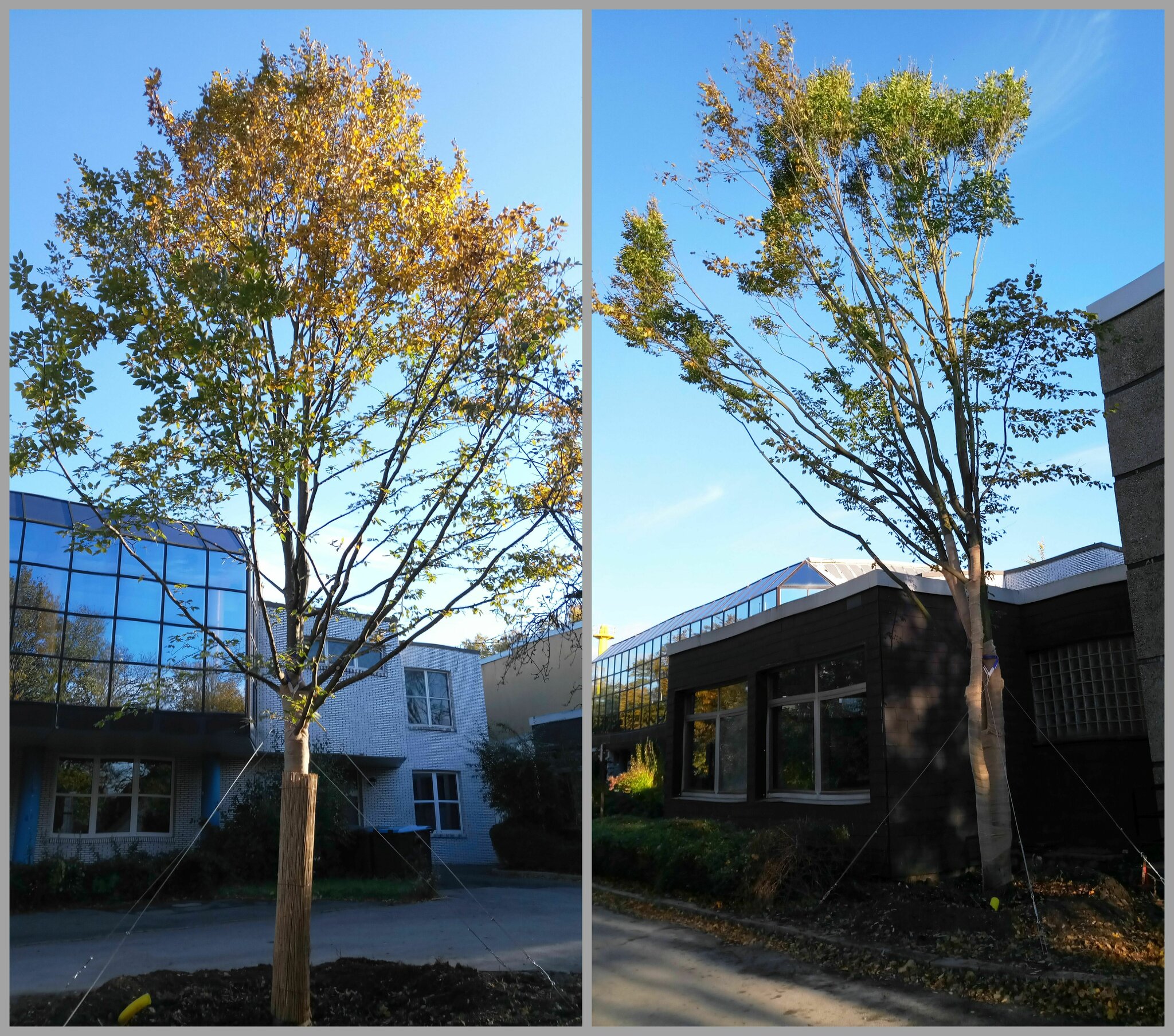 Bewundernswert vs. bedauernswert: Einen alten Baum kann man nicht
