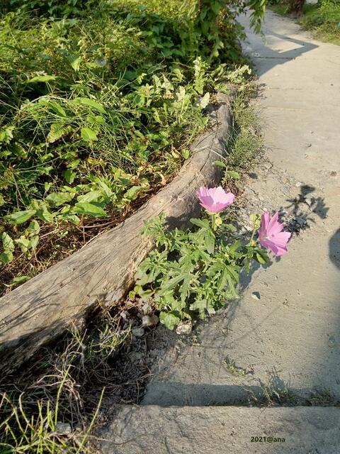 ...am Wege´in der GRUGA :-) 2021@ana