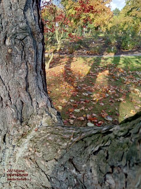 BAUM im Herbst, anderS´