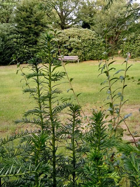 auf einem Friedhof...
