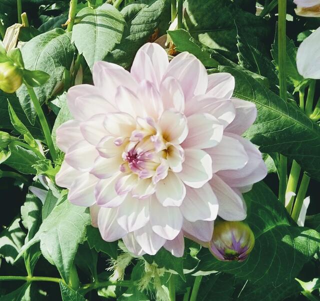 ...zum Spätsommer und Herbst kommen immer die DAHLIEN...