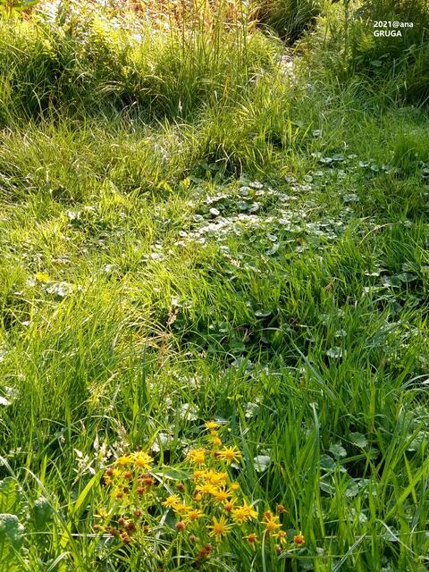 saftige GRÜNE Wiesen ...