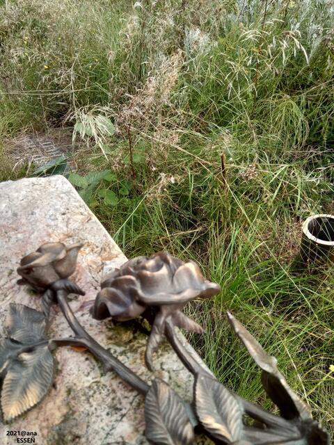 ROSEN... anders´gesehen ♥