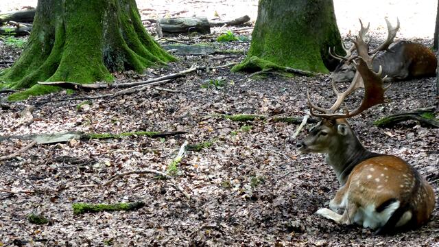 Im Süggelwald ist das Damwild-Gehege der Anziehungspunkt für viele (Archivfoto).