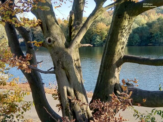 interessanter BAUM-Blick bei Kettwig an der Ruhr :-) 2021@ana, ESSEN