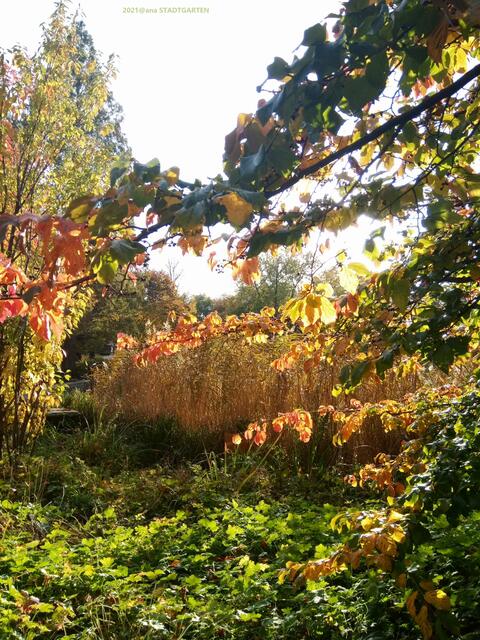wunderbare HERBST-Töne´....