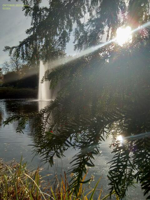 ...am Teich im Stadtgarten Essen
